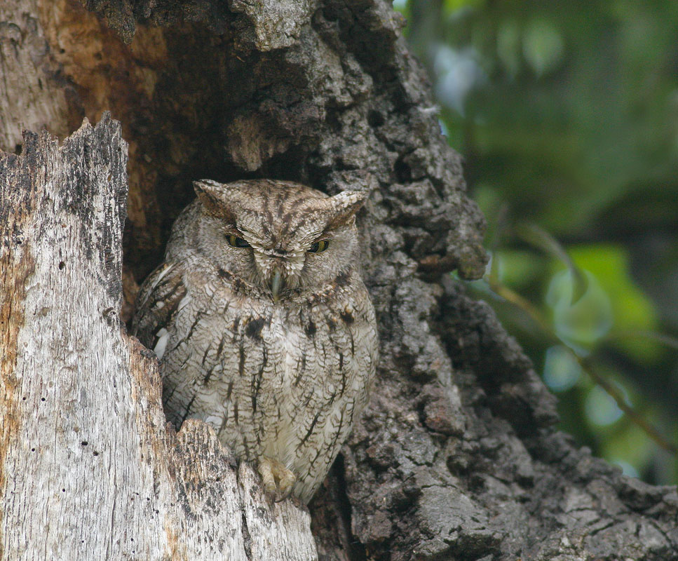 Western Screech-Owl
