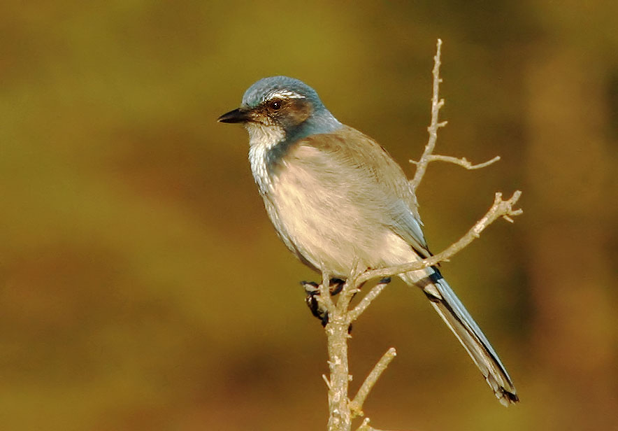 California Scrub-Jay