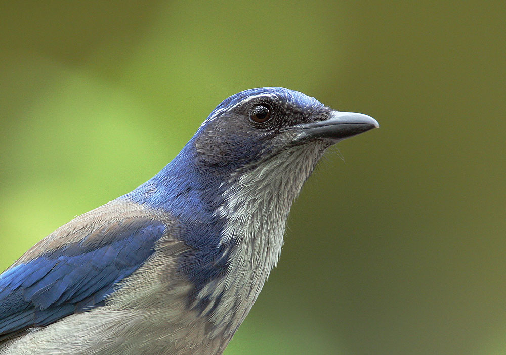California Scrub-Jay