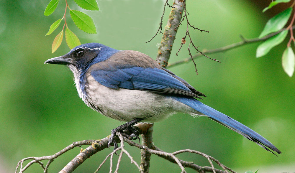 California Scrub-Jay