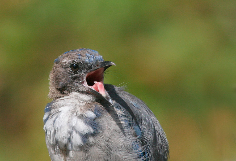 California Scrub-Jay