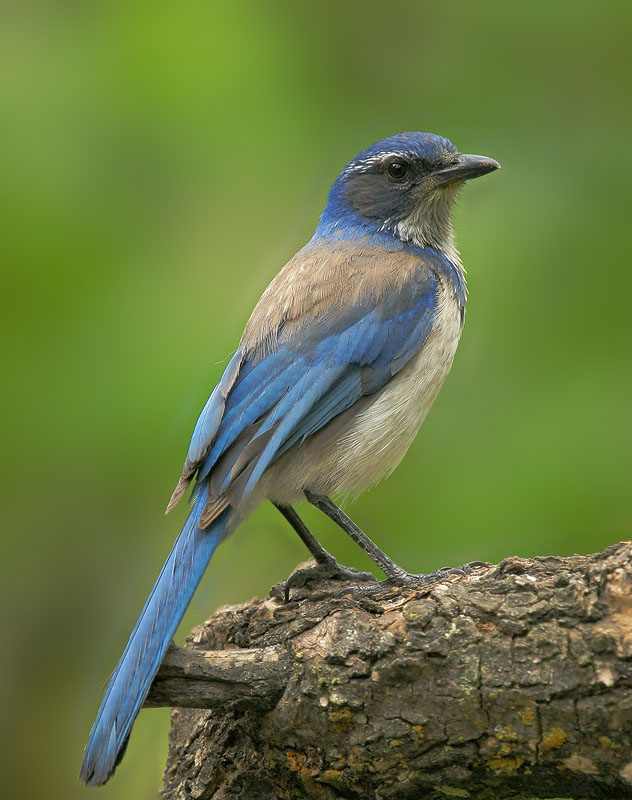 California Scrub-Jay