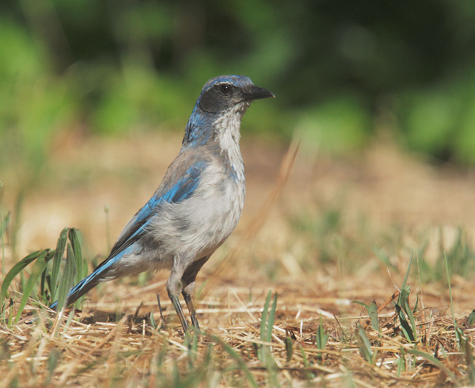 Western Scrub-Jay