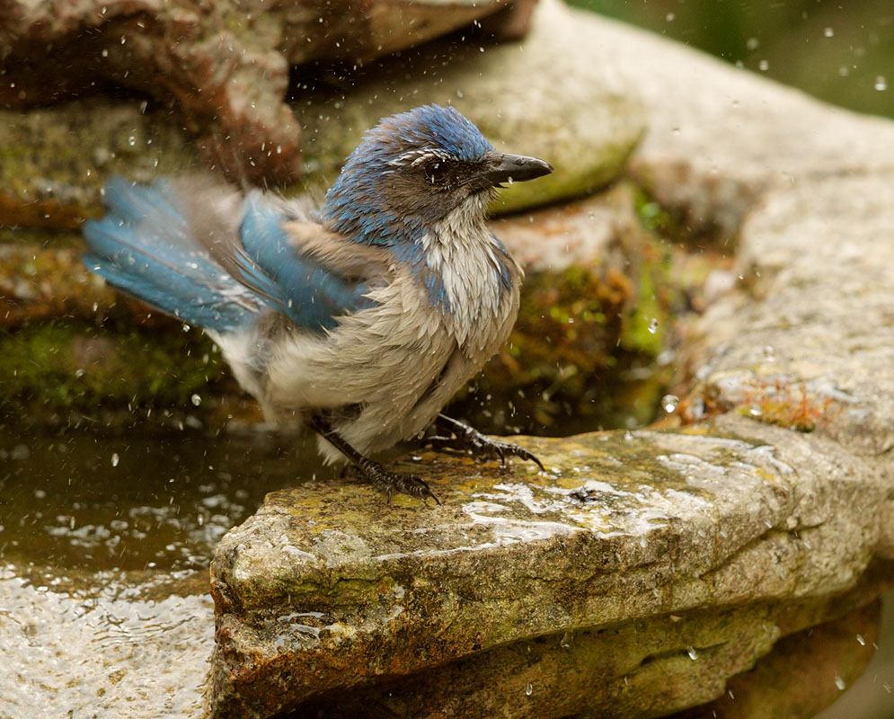California Scrub-Jay