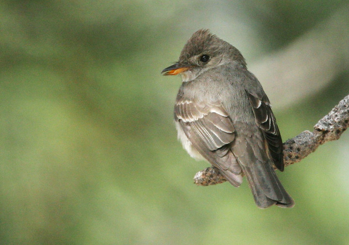Western Wood-Pewee, 6/17/05, Sierra Valley, Sierra Co