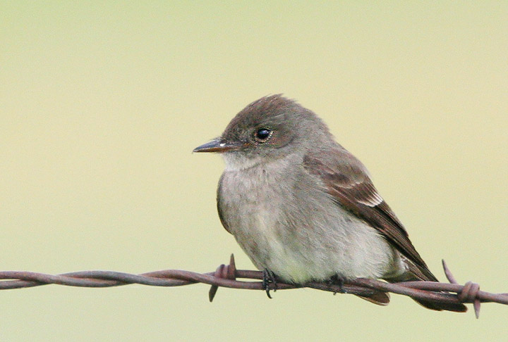 Western Wood-Pewee, 6/18/05, Marble Hot Springs Road, Sierra Valley, Plumas Co