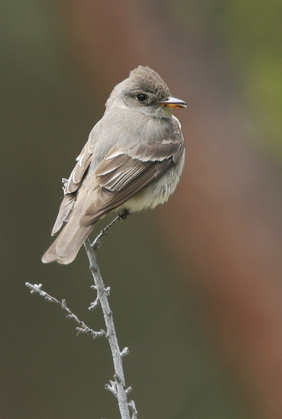 Western Wood-Pewee, 6/17/05, Sierra Valley, Sierra Co