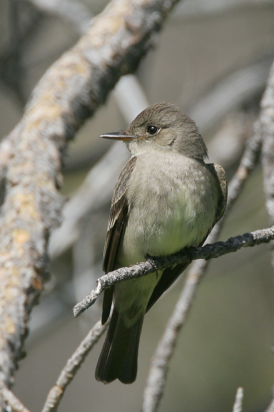 Western Wood-Pewee, 6/20/05, Yuba Pass, Sierra Co