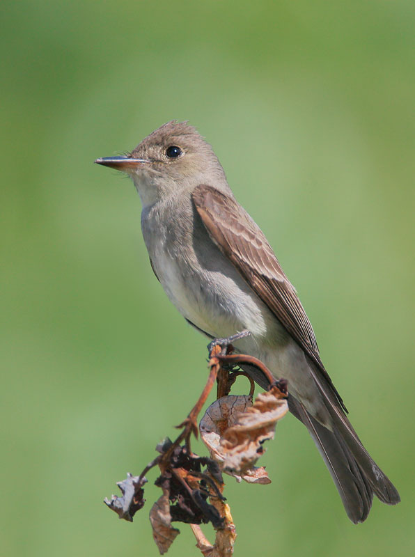 Western Wood-Pewee, 6/22/06, Loyalton, Sierra Valley, Sierra Co