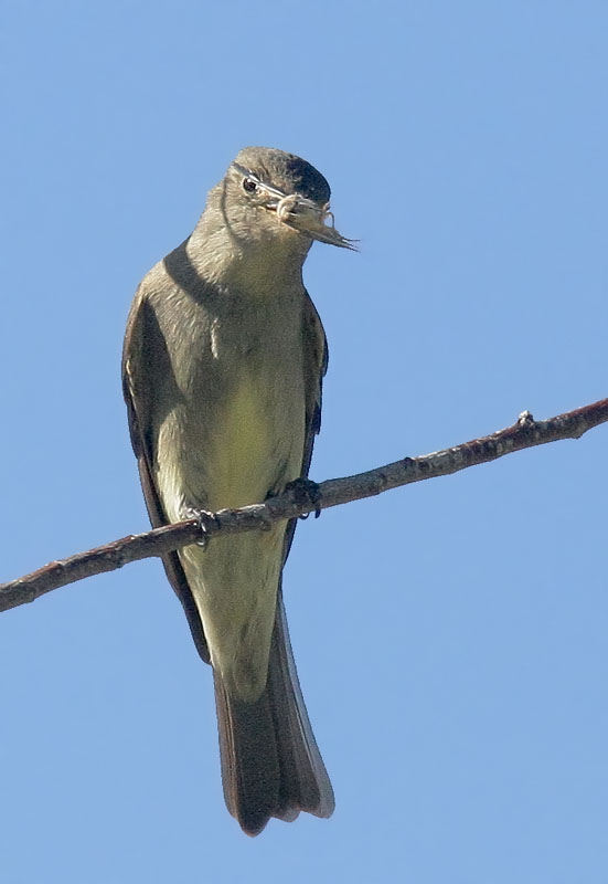 Western Wood-Pewee, 5/16/08, Galileo Hill, Kern Co