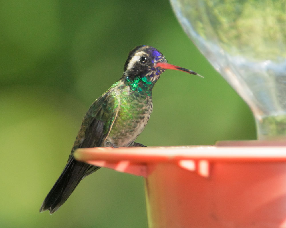 White-eared Hummingbird