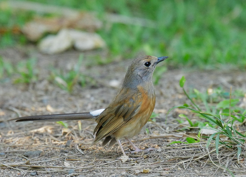 White-rumped Shama
