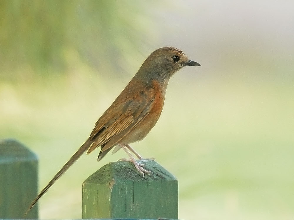 White-rumped Shama