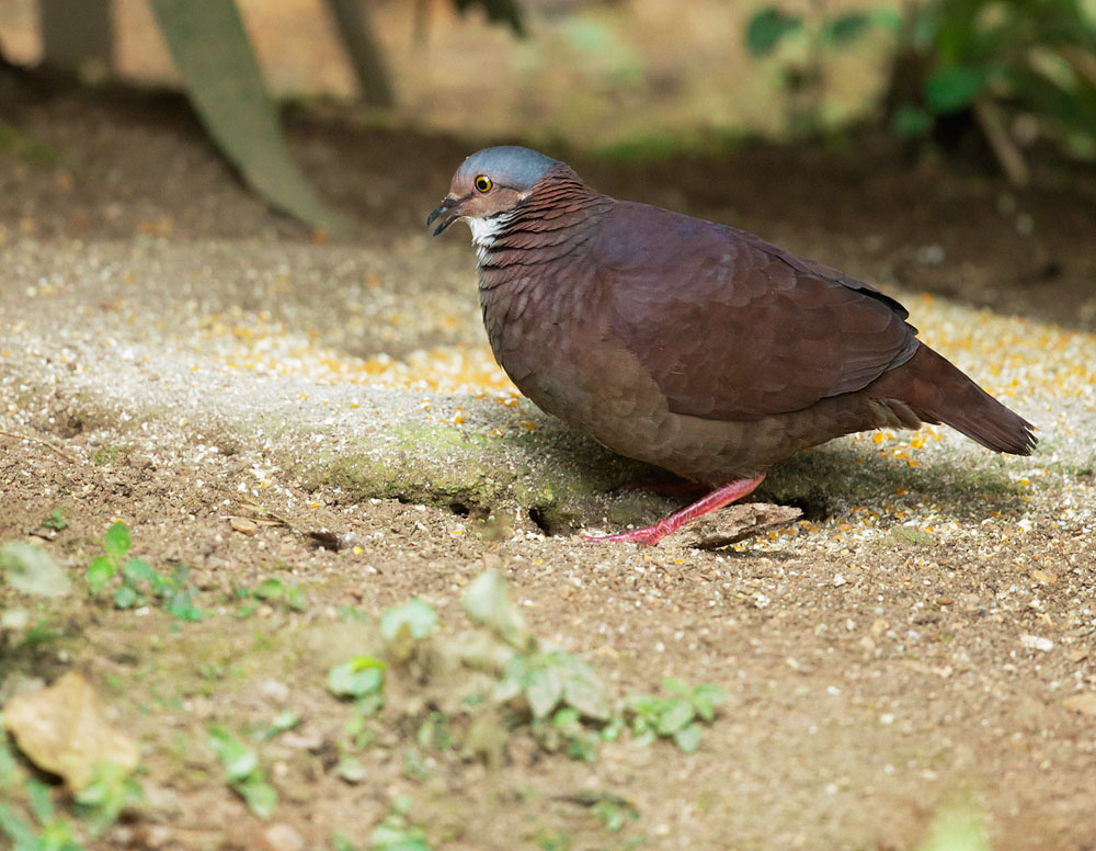 White-throated Quail-Dove