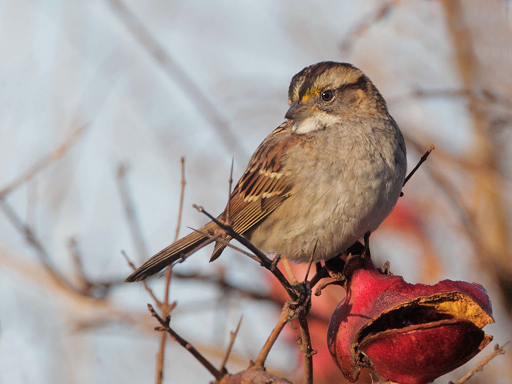 White-throated Sparrow