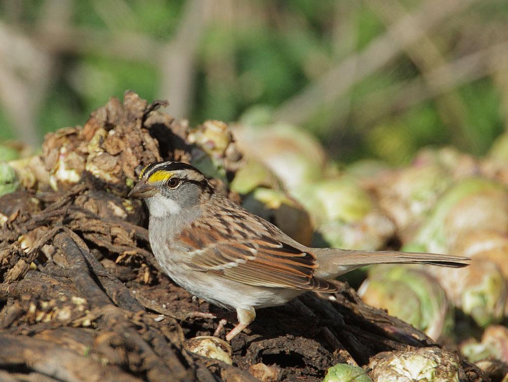White-throated Sparrow