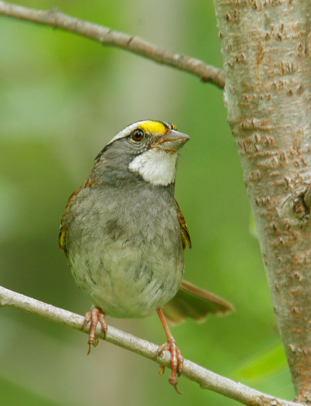 White-throated Sparrow