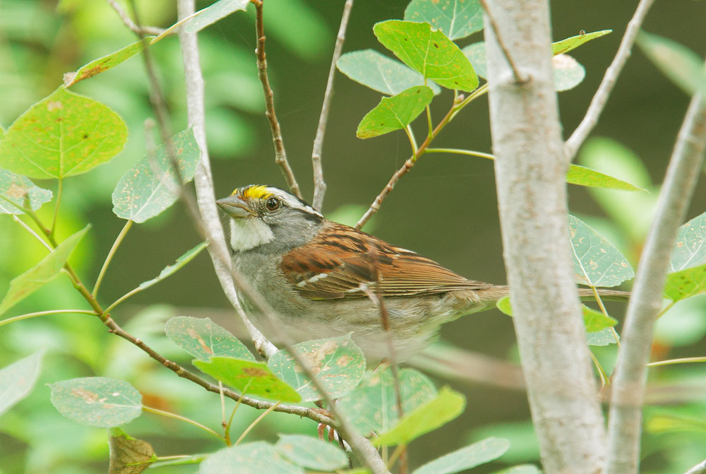 White-throated Sparrow