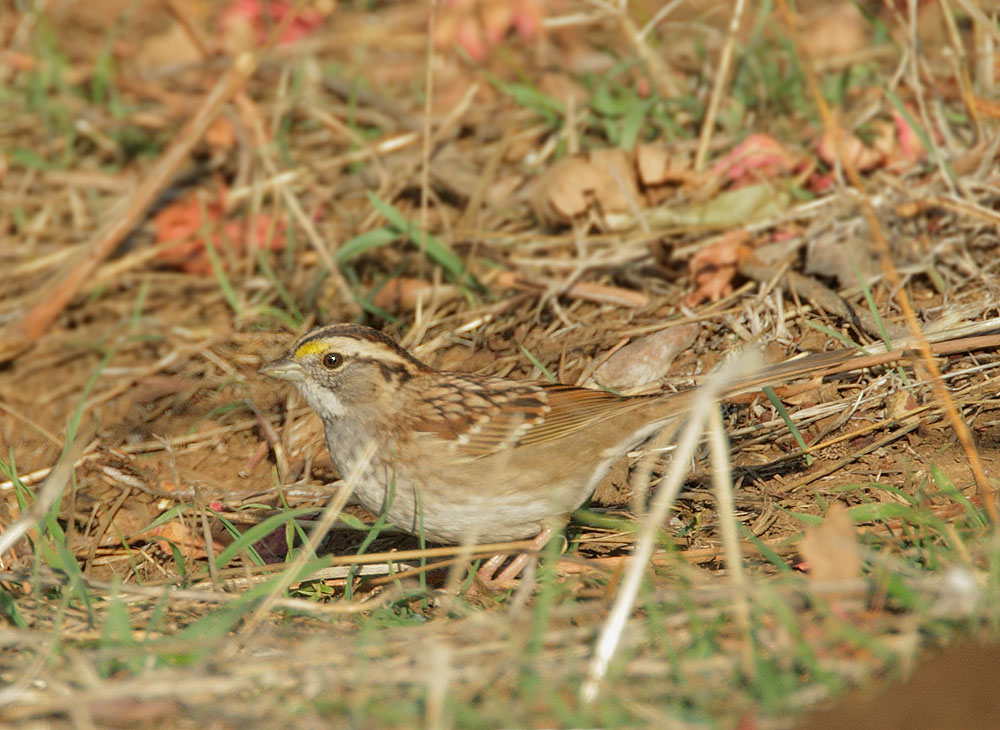 White-throated Sparrow