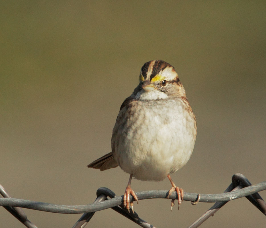 White-throated Sparrow