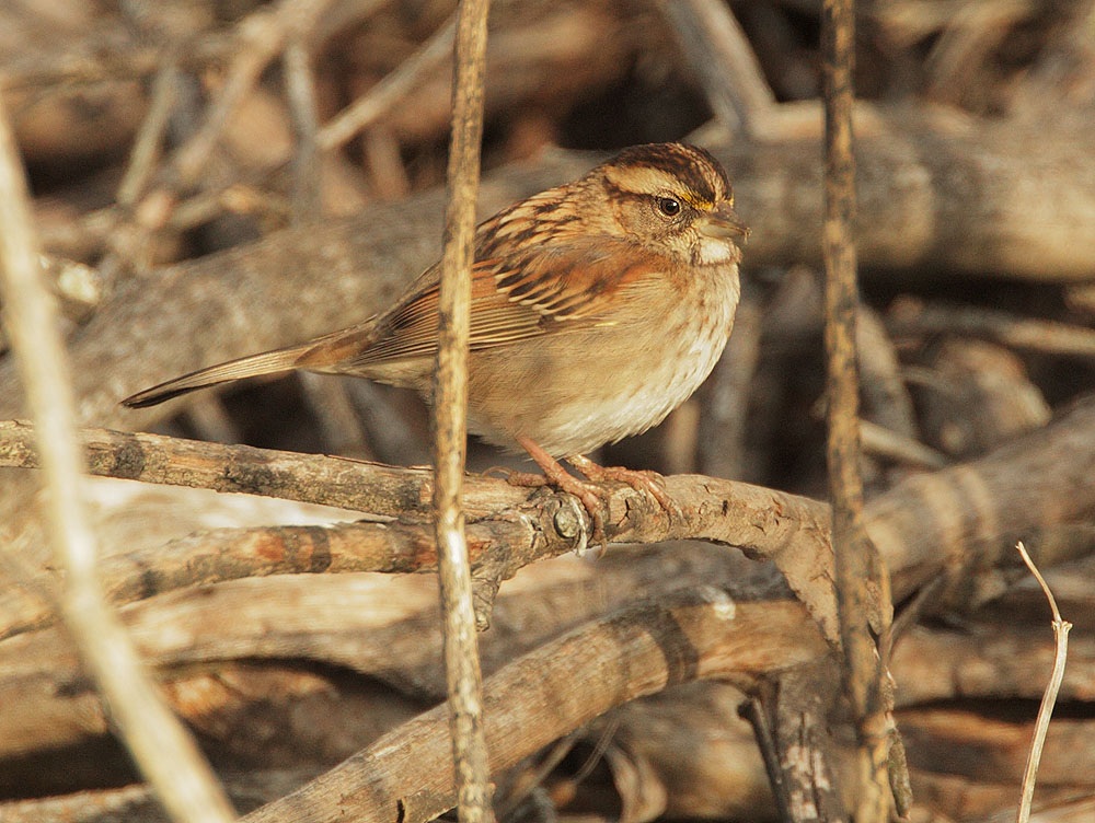 White-throated Sparrow