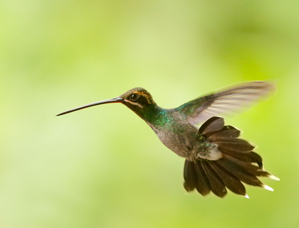 White-whiskered Hermit