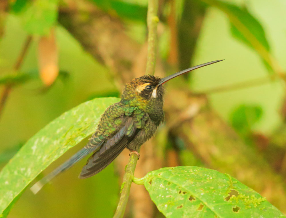 White-whiskered Hermitp