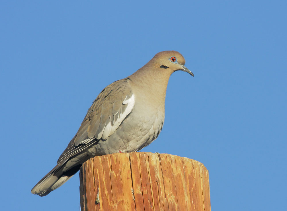 White-winged Dove, 1/18/08, Salton Sea NWR Headquarters, Imperial Co
