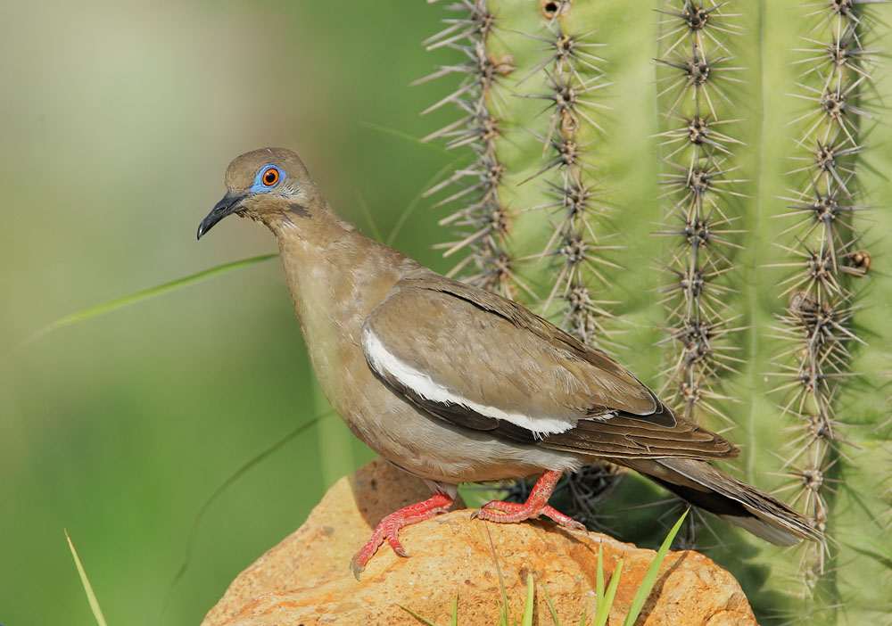 White-winged Dove, 8/3/08, Pond at Elephant Head, Chino Canyon, AZ