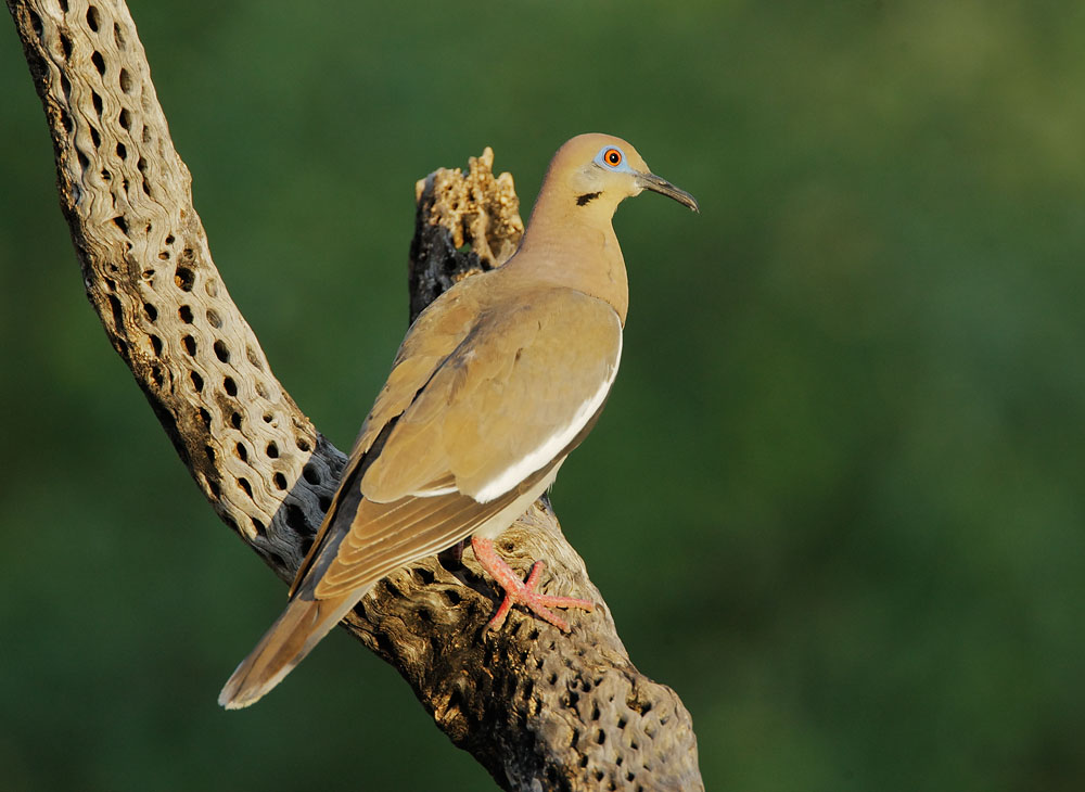 White-winged Dove, 8/3/08, Pond at Elephant Head, Chino Canyon, AZ