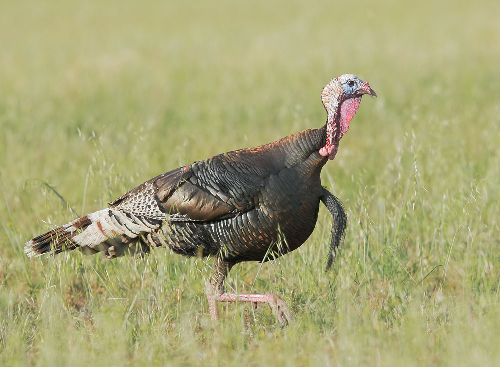 Wild Turkey, male breeding plumage, 5/18/08, Rancho San Antonio