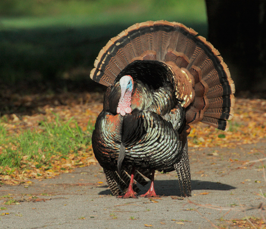 Wild Turkey, displaying male, 3/24/09, Ed Levin Park