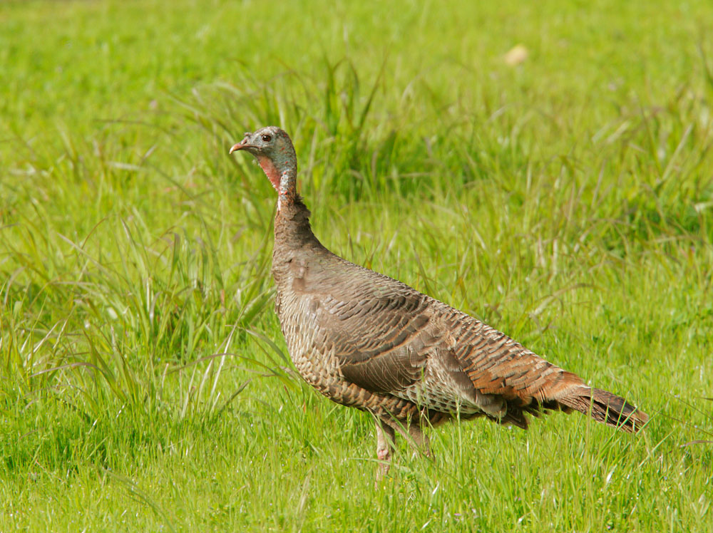Wild Turkey, female, 3/26/09, Ed Levin Park