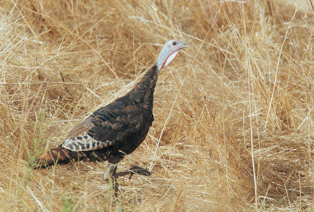 Wild Turkey, male non-breeding plumage, 7/21/10, Ed Levin Park
