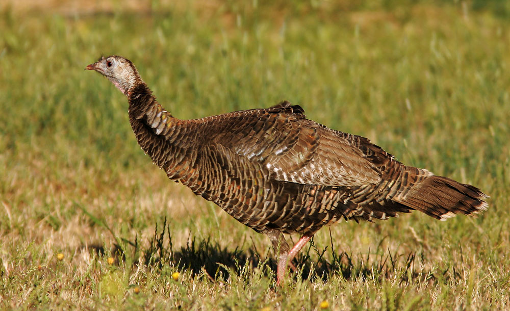 Wild Turkey, yearling male, 6/13/04, Ed Levin Park