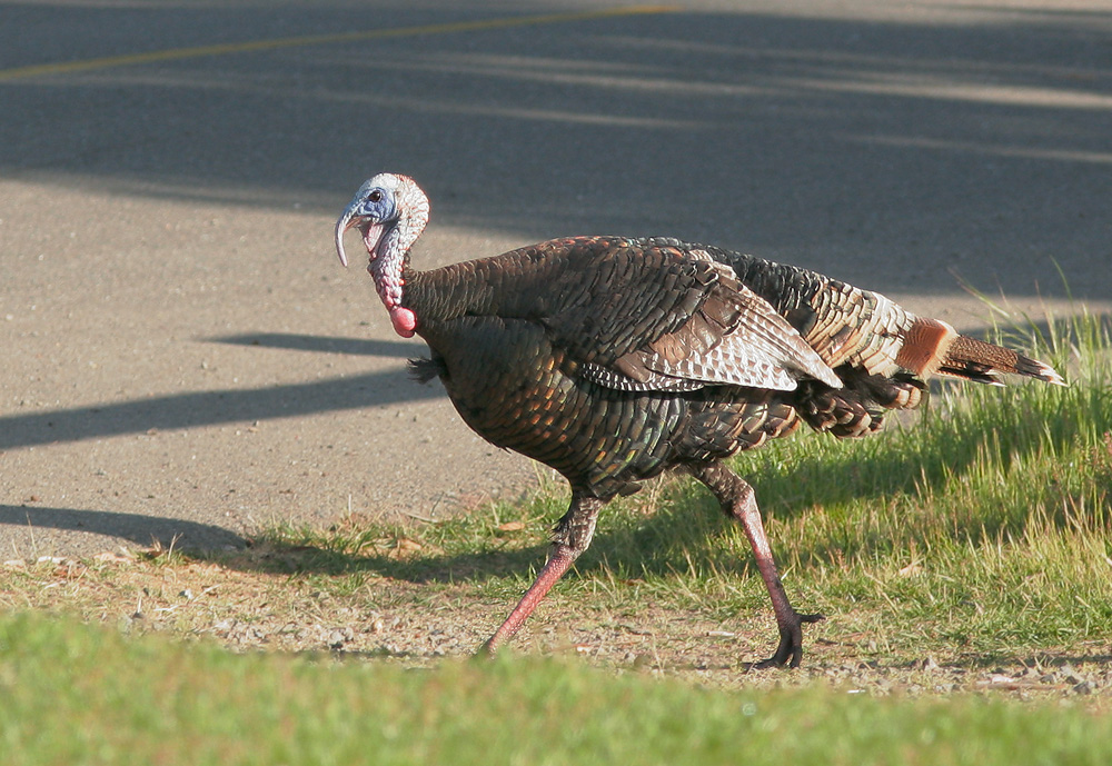 Wild Turkey, male breeding plumage, 3/26/09, Ed Levin Park