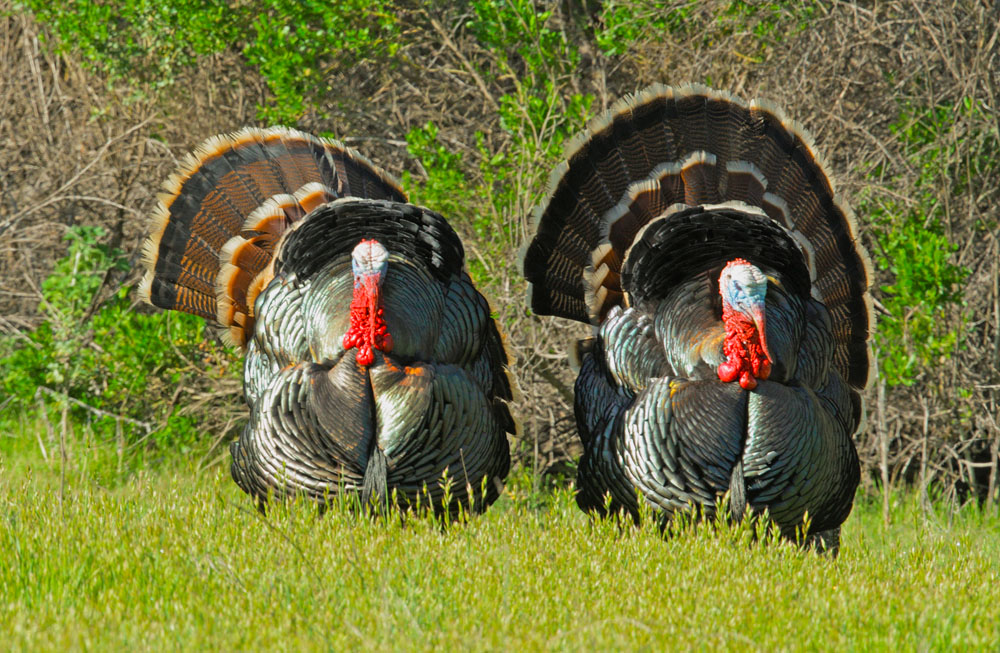 Wild Turkeys