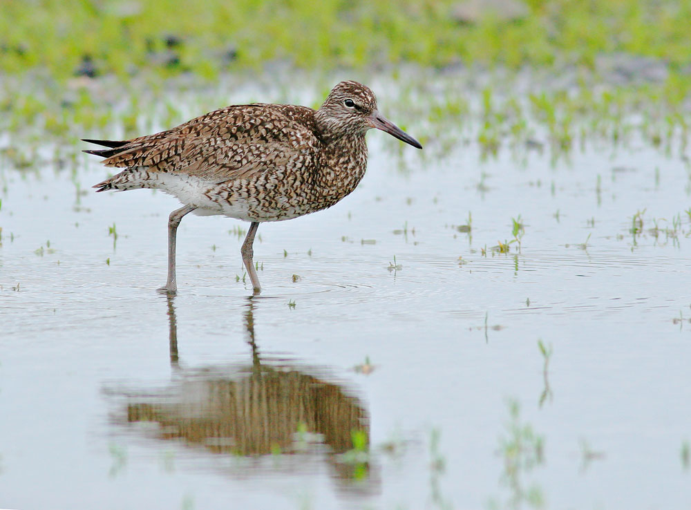 Willet, eastern, breeding plumage, 6/4/06, Hammonasset State Beach, Connecticut