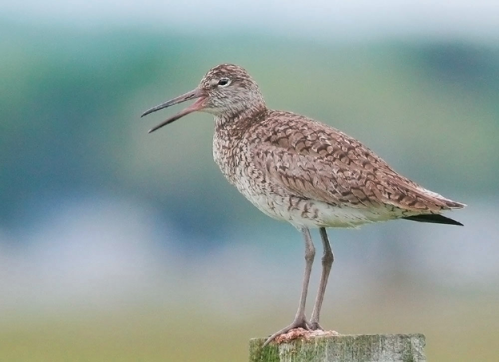 Willet, singing male breeding plumage, 6/5/06, Hammonasset State Beach, Connecticut