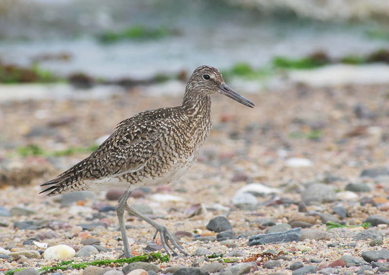 Willet, eastern, breeding plumage, 6/5/06, Sandy Point, West Haven, Connecticut
