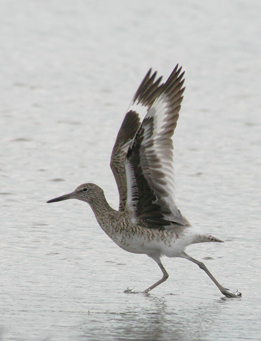 Willet, eastern, breeding plumage, 6/5/06, Sandy Point, West Haven, Connecticut