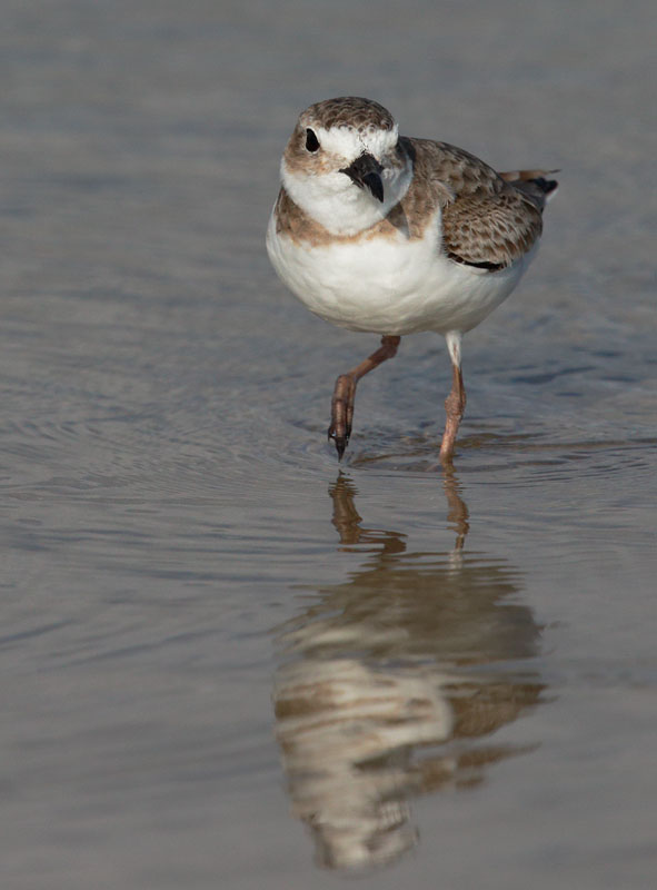 Wilson's Plover