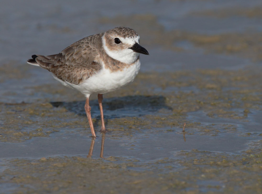 Wilson's Plover