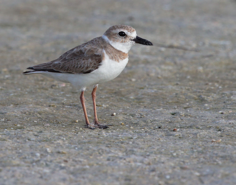 Wilson's Plover