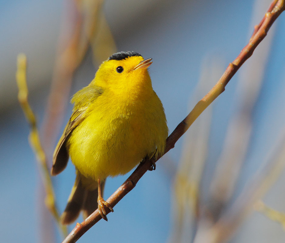 Wilson's Warbler