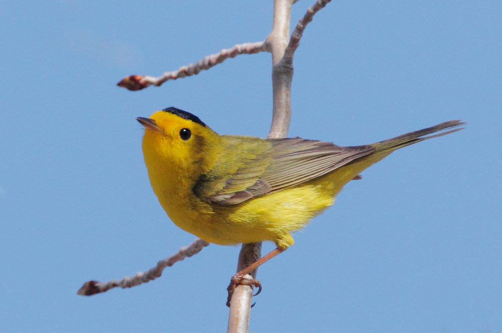 Wilson's Warbler