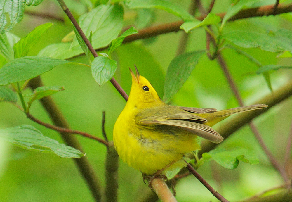 Wilson's Warbler