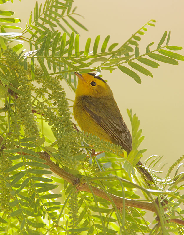 Wilson's Warbler