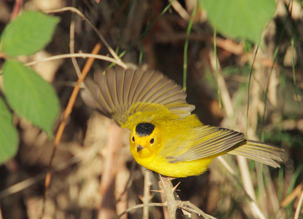 Wilson's Warbler