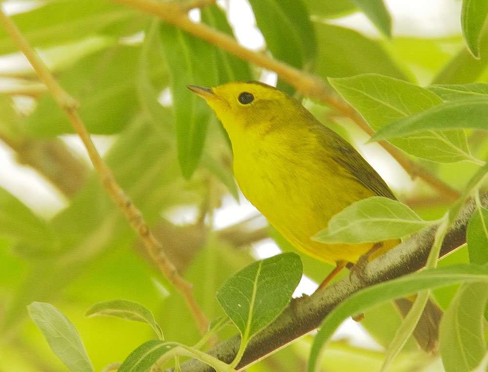 Wilson's Warbler